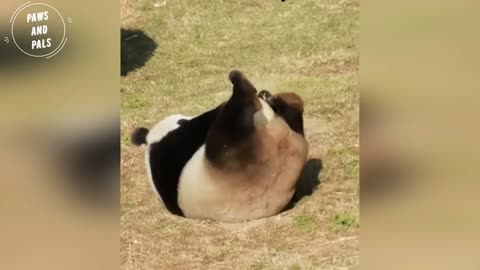 Super Cute Baby Pandas Playing