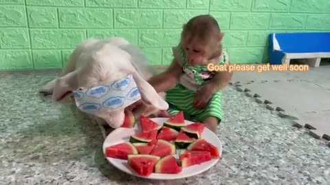 Funniest Animals Video Best Monkey CUTIS and Goat, Dog Videos of 20