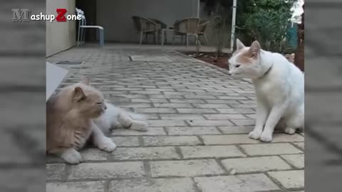 Funny cat Erguing cats talking to Each other compilation fighting seen 2023new