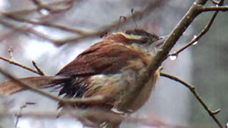 Wren