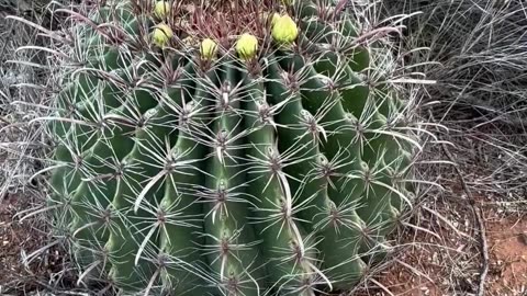 Fierce Cactus - Tracking the Blooms . . .