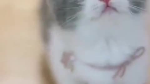 Cute Cat video