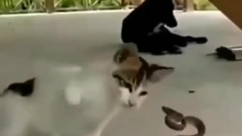 cats vs snake😂 cute funny video