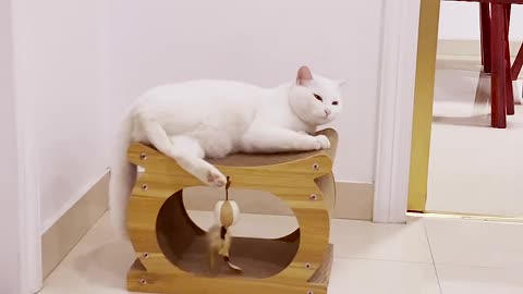 Cat Scratcher Lounge Cardboard Cat Scratcher House Indoor