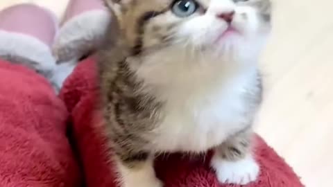 Cute cat (1080p)