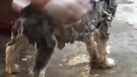 Trying to bath the dog 🐶🐕, funny animal video