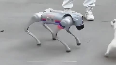 Robot and Dog Funny Moment