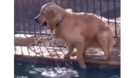 Dog Viral Comedy video 😹😹