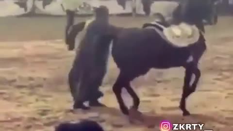 Horse making sure his human is dancing..