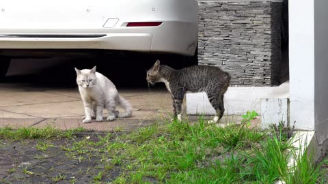 Watch the video of two cats fighting together