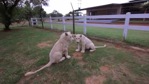 Adorable White Lion Cubs Enjoy Playtime Together