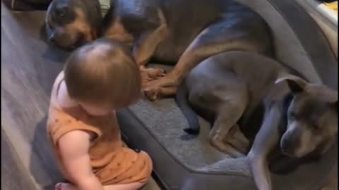 Puppies playing with cute baby 😀😀😀