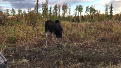 Hunter Has Close Encounter With a Curious Moose