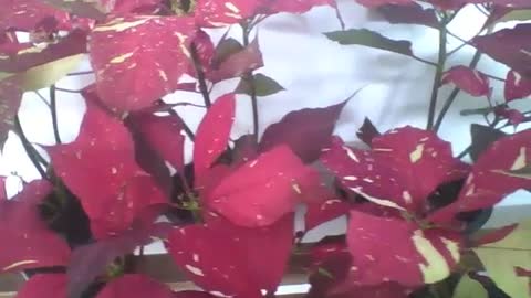 Beautiful red plants with yellow spots in the flower shop, natural beauty! [Nature & Animals]