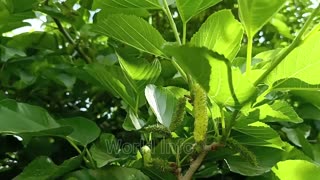 Big lemon tree | Ponderosa lemon | best lemon variety in pakistan | my garden lemon tree