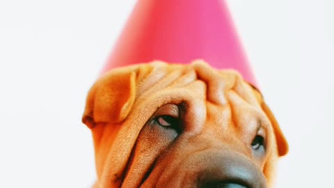 A Cute Wrinkled Puppy with a Party Hat