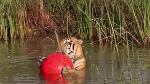 Siberian tiger enjoying little piece of heaven