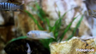 Fish AGUARIUM with relaxing sleep music