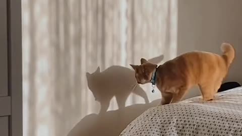 Cat dancing