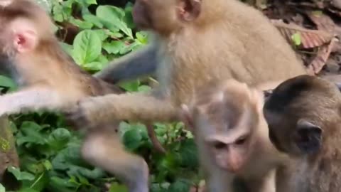 Adorable little monkey play with mom 😍😍😍