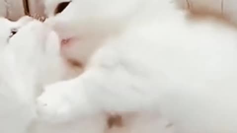 Baby's cat loveing mom