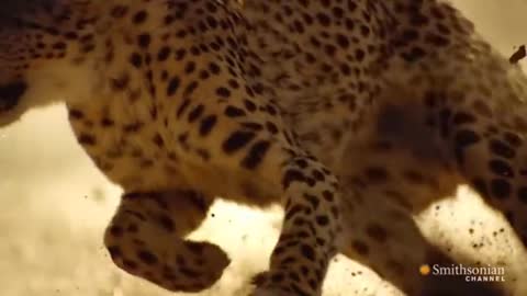 Cheeta tiger jumping