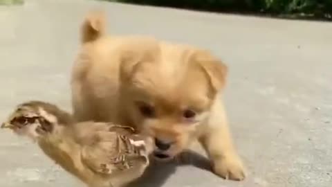 Adorably Cute Puppy and Baby Bird Are The Best of Friends