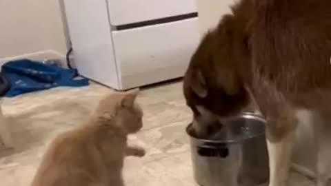 the Cat wants to Drink the Dog Does not Give water