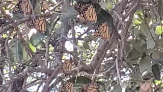 Monarch butterflies in West Texas