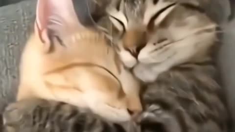 Cute Kitties (Cats)