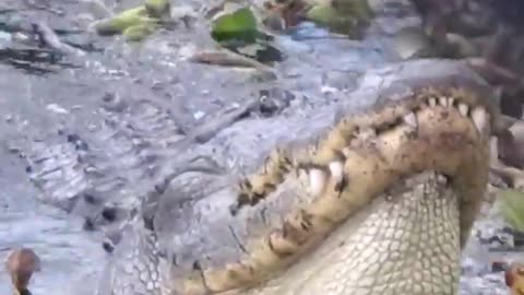 Gator Growl - Mating Call