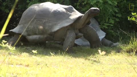 Explorer Interrupts Mating Tortoises, Slowest Chase Ever Ensues | National Geographic