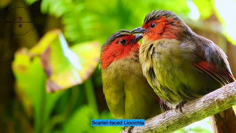 "Vibrant Feathers in 4K: The World's Most Colorful Birds"