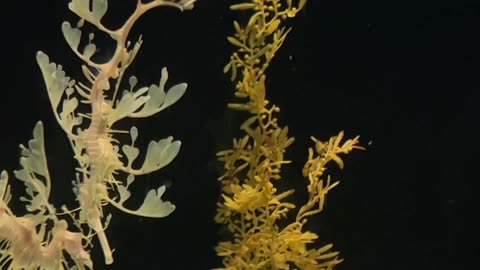 The leafy Seadragon