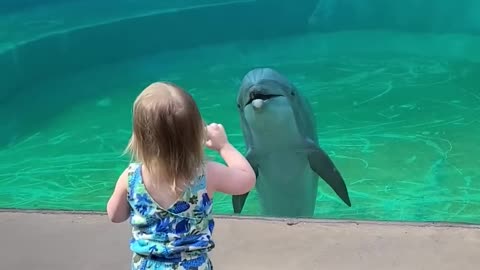 Adorable interaction between a friendly dolphin and little girl