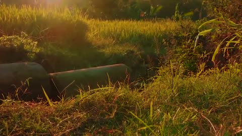 CINEMATIC SAWAH || SUNSET