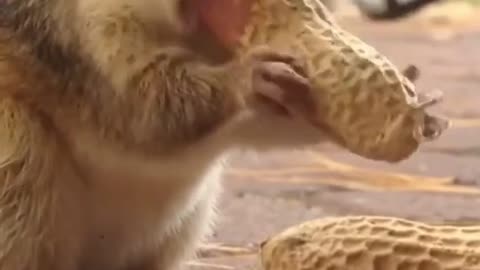 Funny Videos / Animals