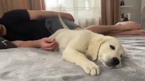 Golden Retriever Puppy Wakes Up Owner [Cutest Alarm Clock Ever]