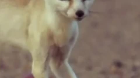 Fennec Fox😻 the smallest in size, so cute😍