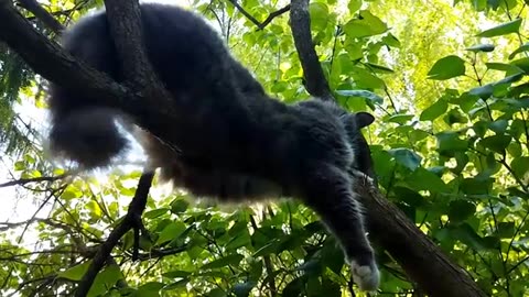 Cat Tema resting on a tree