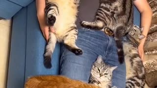 Tijuana Cat Rescue & Sanctuary
