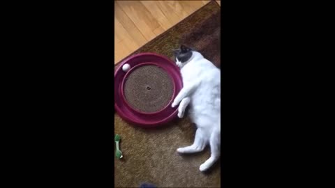 Rolling on the Floor: Laughing at the Funniest Pet Videos