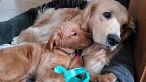 Grumpy Golden Retriever Annoyed By New Baby Sister