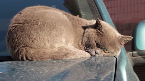 Cute brown cat sleeping on a car Bounet and doing funny posses