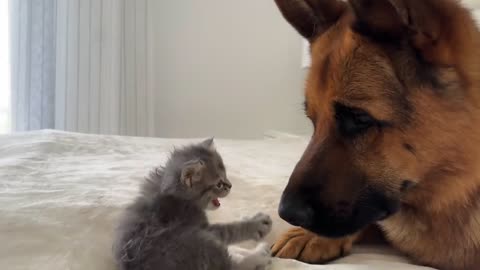 German shepherd meets first time to baby kitten