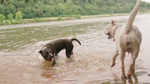 Dogs Playing in the Water