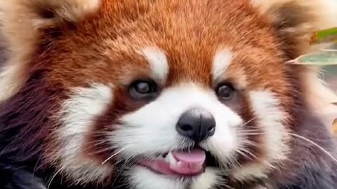 It's so cute redpanda pandas fyp cute animals fy