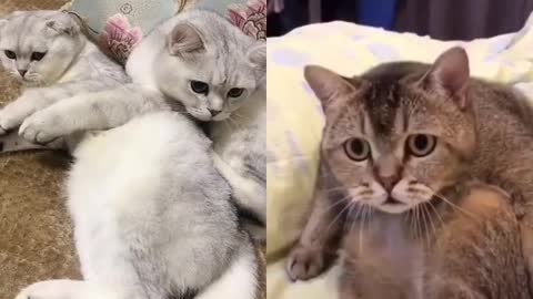 Funny pet video cat and mouse