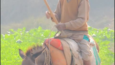 Pakistani Old Man On Donkey Working in Village