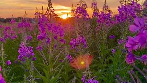 a beautiful flower and sunset